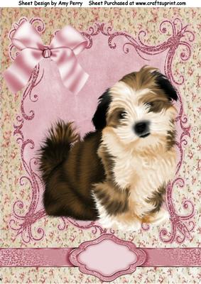 Adorable Shitzu Puppy A4
