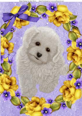 Lovely Fluffy White Puppy in Yellow Rose Frame A4