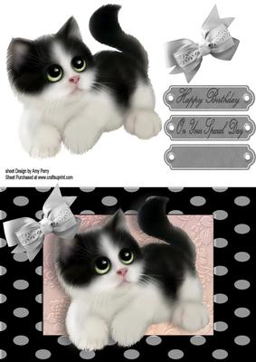 Cute Black & White Fluffy Kitten in Polka Dot Frame