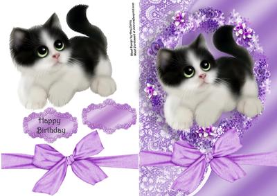 Gorgeous Black & White Kitten