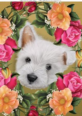 Gorgeous Westie in Bed of Flowers A4