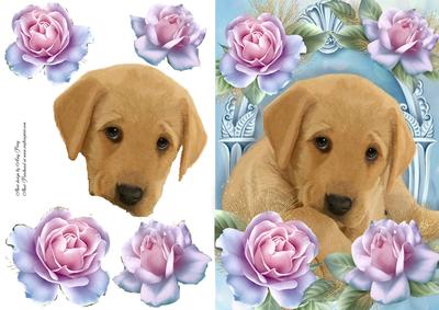 Gorgeous Labrador Puppy in Blue Roses