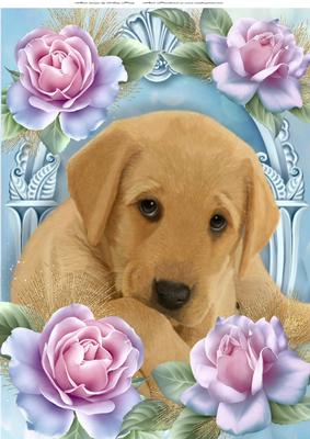 Gorgeous Labrador Puppy in Blue Roses