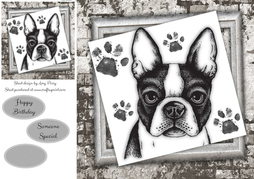 Black And White French Bull Dog 8x8