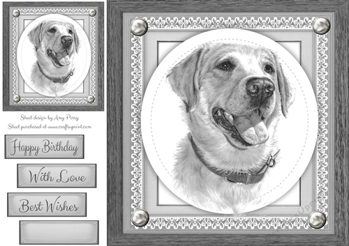 Beautiful Grey Golden Retriever 8x8