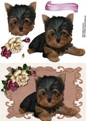 Cute Yorkie Puppy