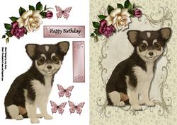 Cute Chihuahua Puppy