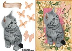 Cute Grey Kitten in Peach Frame