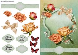 Beautiful Peach & Red Rose's