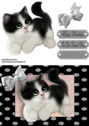Cute Black & White Fluffy Kitten in Polka Dot Frame