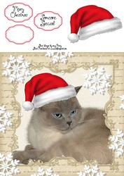 Festive Brown Cat 8x8