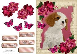 Beautiful Cavalier with Hot Pink Roses