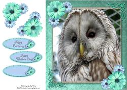 Gorgeous Grey Owl 8x8