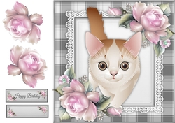 Gorgeous Ginger & White Cat 8x8