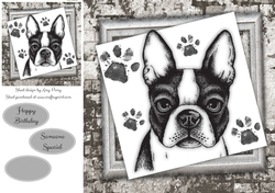 Black And White French Bull Dog 8x8