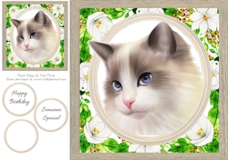 Gorgeous Kitten 8x8
