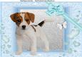 Cute Jack Russel Puppy in Chunky Blue Frame A4