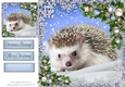 Adorable Hedgehog In The Snow 8x8