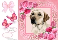 Gorgeous Labrador In Pink Roses 8x8