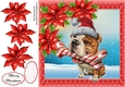 Gorgeous Christmas Dog And Bone With Red Poinsettias 8x8
