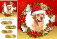 Gorgeous Golden Retriever With Santa Hat 8x8