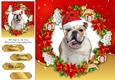 Gorgeous Bulldog With Santa Hat 8x8