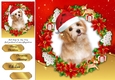 Gorgeous Fluffy Dog With Santa Hat 8x8
