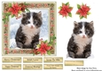 Gorgeous Grey & White Kitten Christmas 6x6