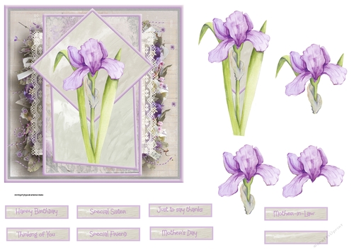 Lilac iris 6x6 card