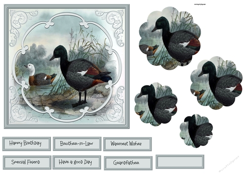 Male and female ducks 6x6 card