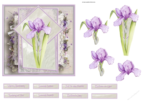 Lilac Iris 6x6