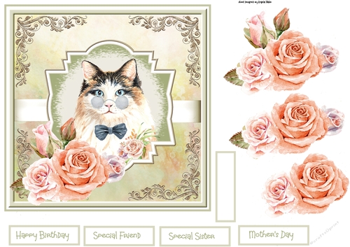 Winston the cat 7x7