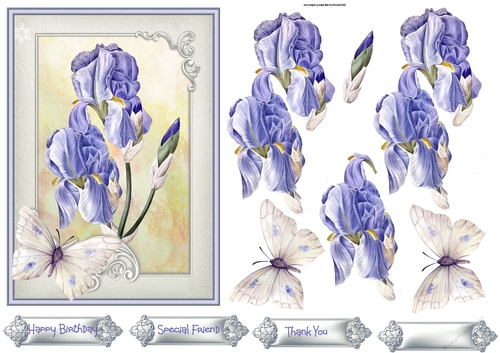 Iris and butterfly 5x7