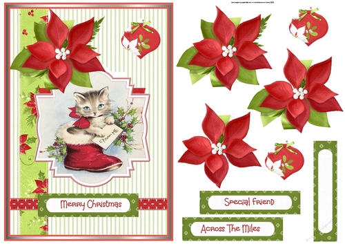 Cat and poinsettia at Christmas A5