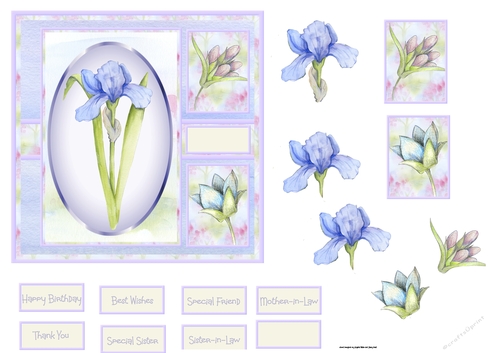 Spring Iris 6x6