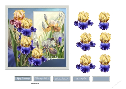 Mixed iris 6x6