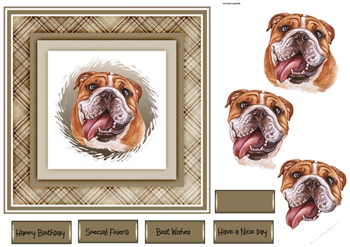 Bull dog 7x7
