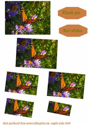 Butterfly Bush