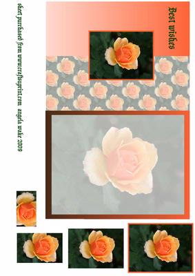 Fragrance Rose
