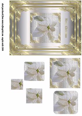 Clasic White Poinsettia