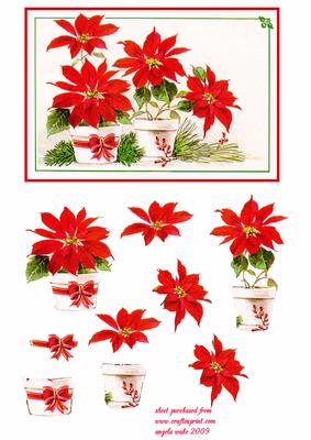 Christmas Flowers