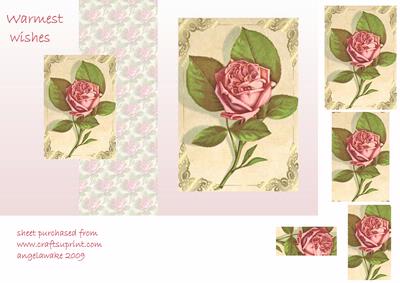 Delicate Rose for a Friend