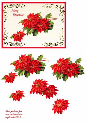 Poinsettia Christmas Flower