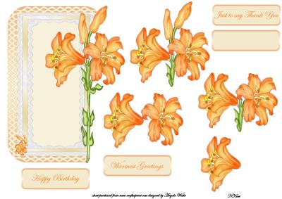 Orange Amaryllis