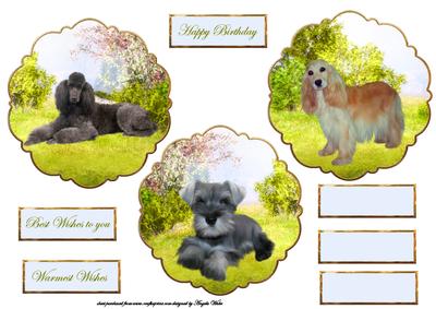 Dogs, Cockerspaniel, Poodle, Schnauzer