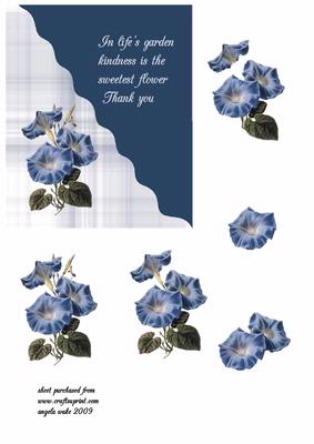 Blue Morning Glory