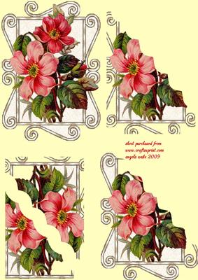 Camelia and Scrolls