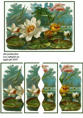 Water Lily on the Lake