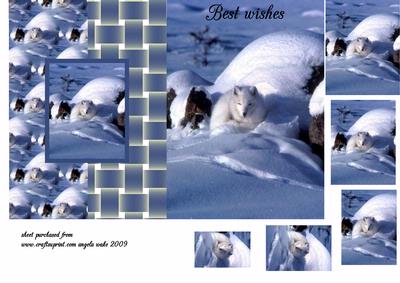The Arctic Fox in the Snow
