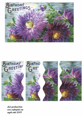 Purple Dahlias